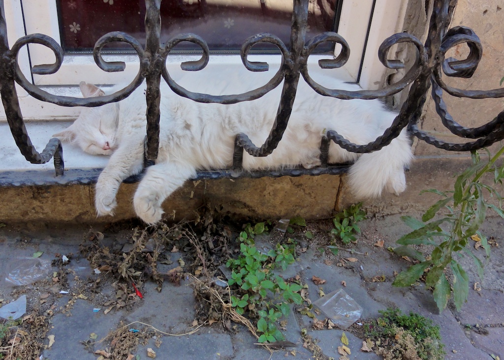Pariétaire ne dérangeant pas le sommeil du chat de Beyoglu