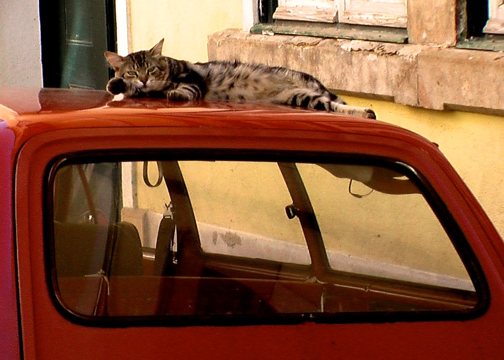 Chat à la voiture rouge—©Microtokyo